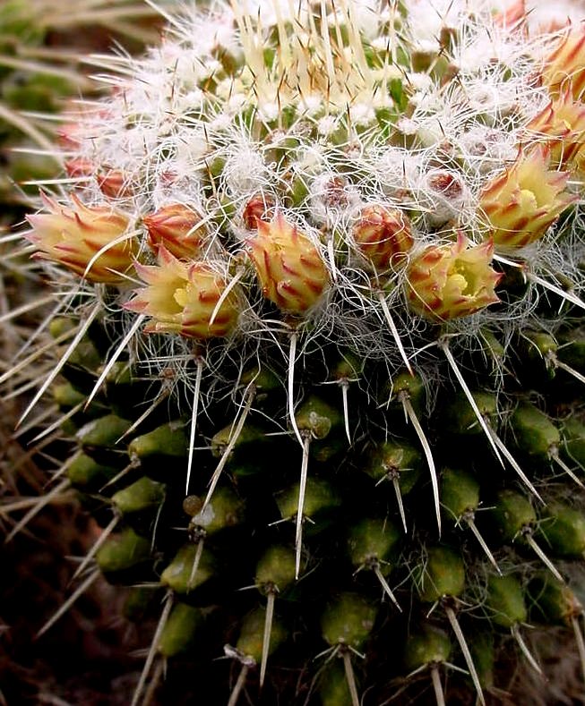Mammillaria karwinskiana